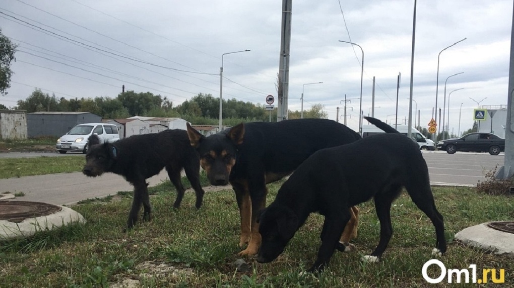Отлов и стерилизация бездомных собак в Омске затормозились из-за санкций