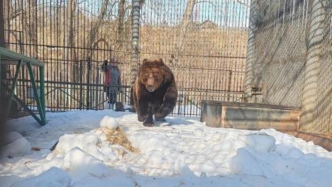 В Большереченском зоопарке из спячки вышла последняя медведица