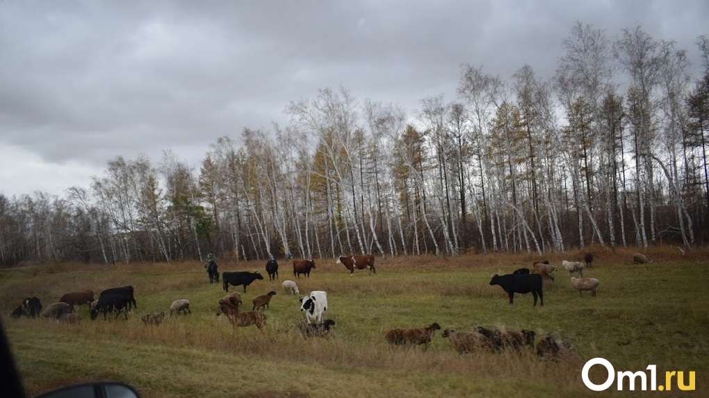Лейкоз крупного рогатого скота распространился ещё на четыре омские деревни