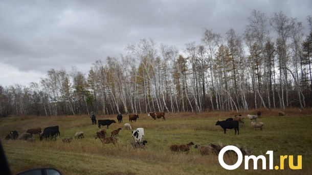 Лейкоз крупного рогатого скота распространился ещё на четыре омские деревни