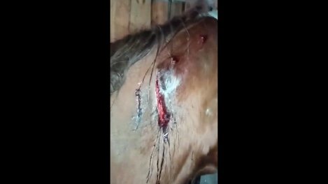Медведь напал на табун лошадей под Новосибирском. ВИДЕО