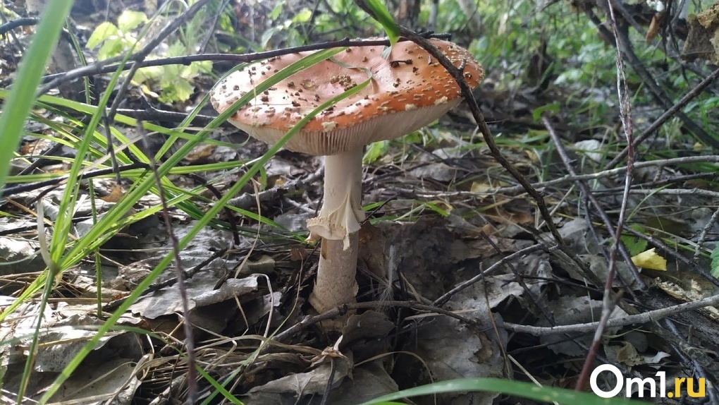 «Мицелий как бы задыхается»: Новосибирские леса могут остаться без грибов из-за дождей