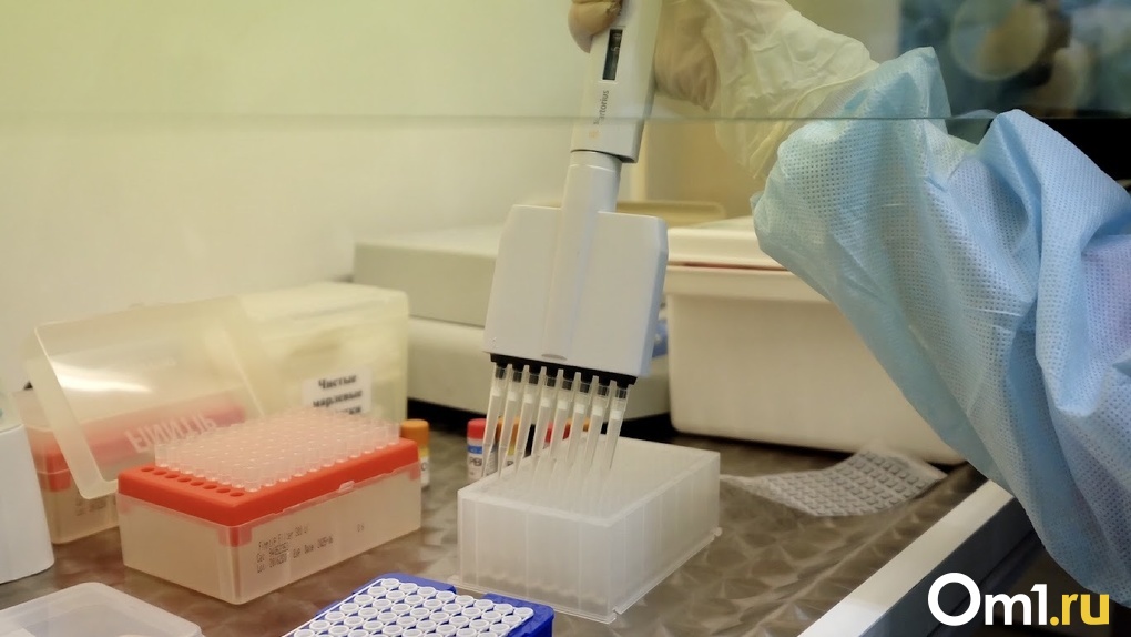 В Новосибирске откроют лабораторию для исследования африканской чумы у свиней