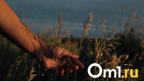 Элеваторы Омской области готовятся к приёму урожая 2025 года