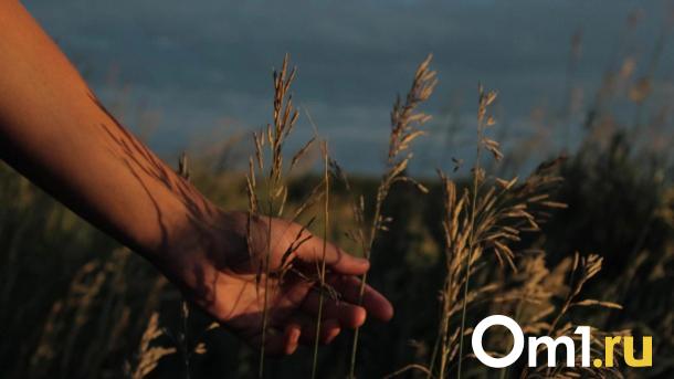 Элеваторы Омской области готовятся к приёму урожая 2025 года