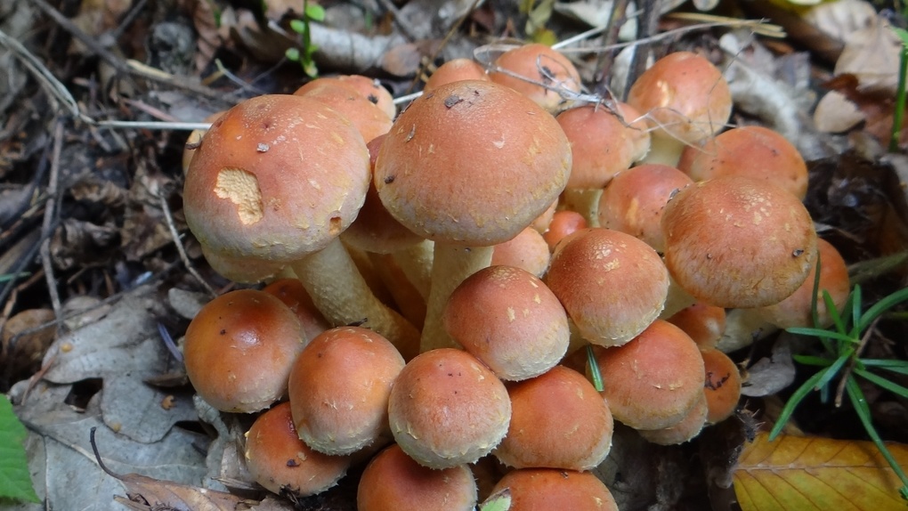 Лжеопята: о ядовитых грибах предупредили новосибирцев