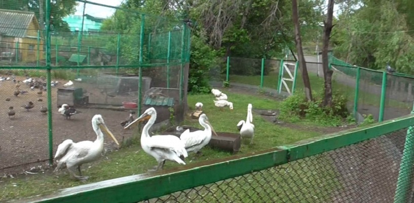 В Большереченском зоопарке после убийства птиц введут дополнительную охрану