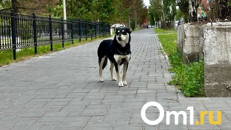 Омичка незаконно завела на территории своего частного дома 30 собак