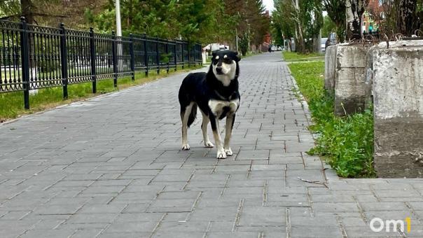 Омичка незаконно завела на территории своего частного дома 30 собак