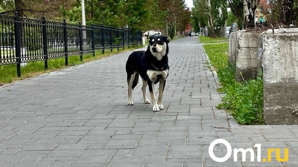 Омичка незаконно завела на территории своего частного дома 30 собак