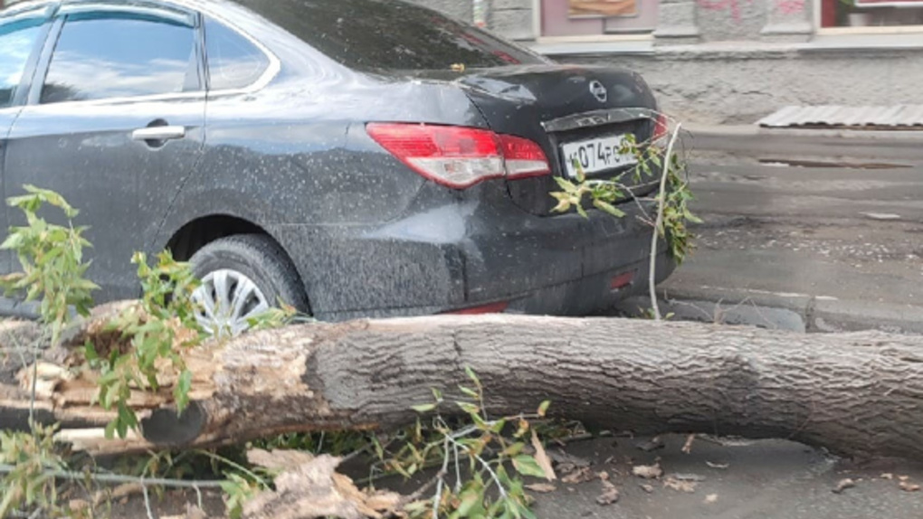 Мощный ветер повалил дерево на машину в Новосибирске
