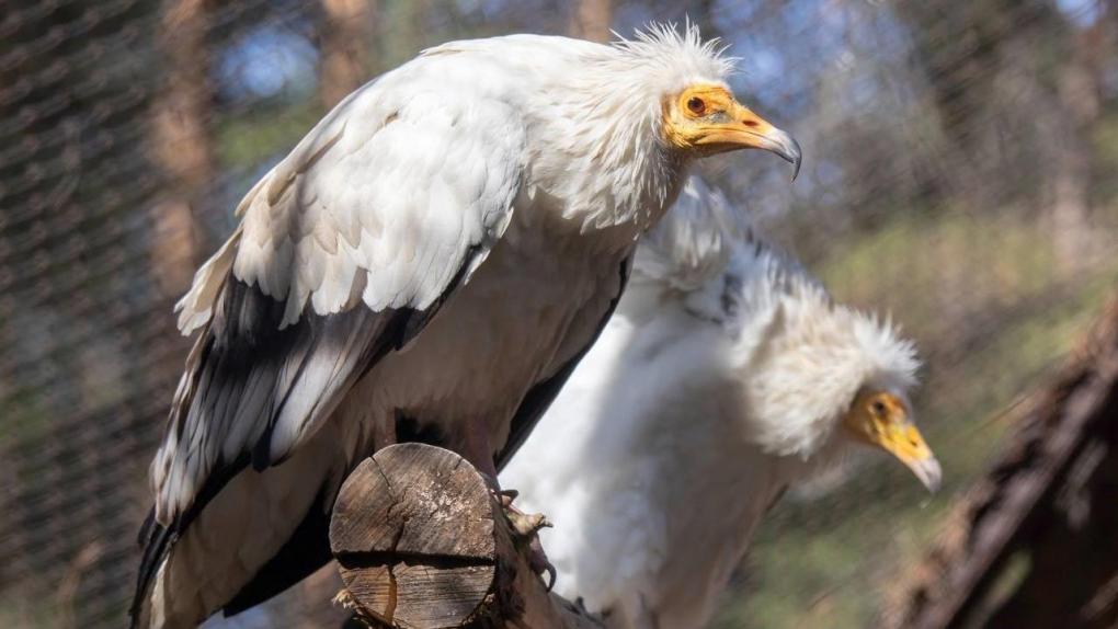 Новосибирский зоопарк рассказал про вымирающий вид древнейших птиц
