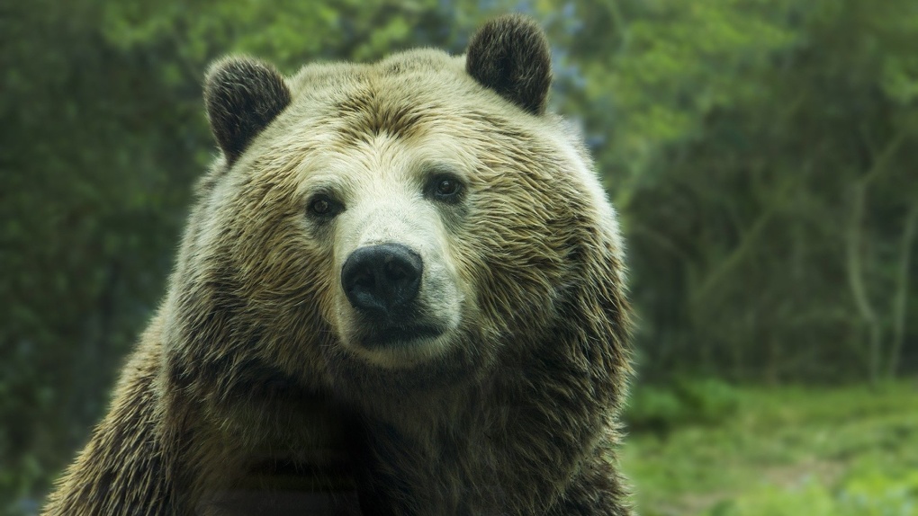 Медведь держит в страхе жителей Новосибирской области