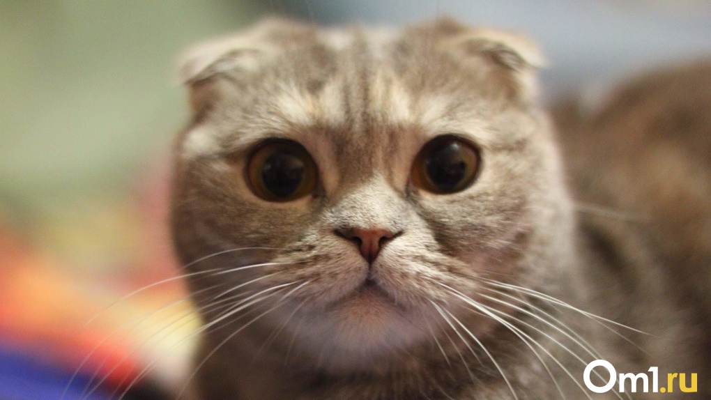 Санкции против кошек! Новосибирским животным запрещают выезжать в Европу