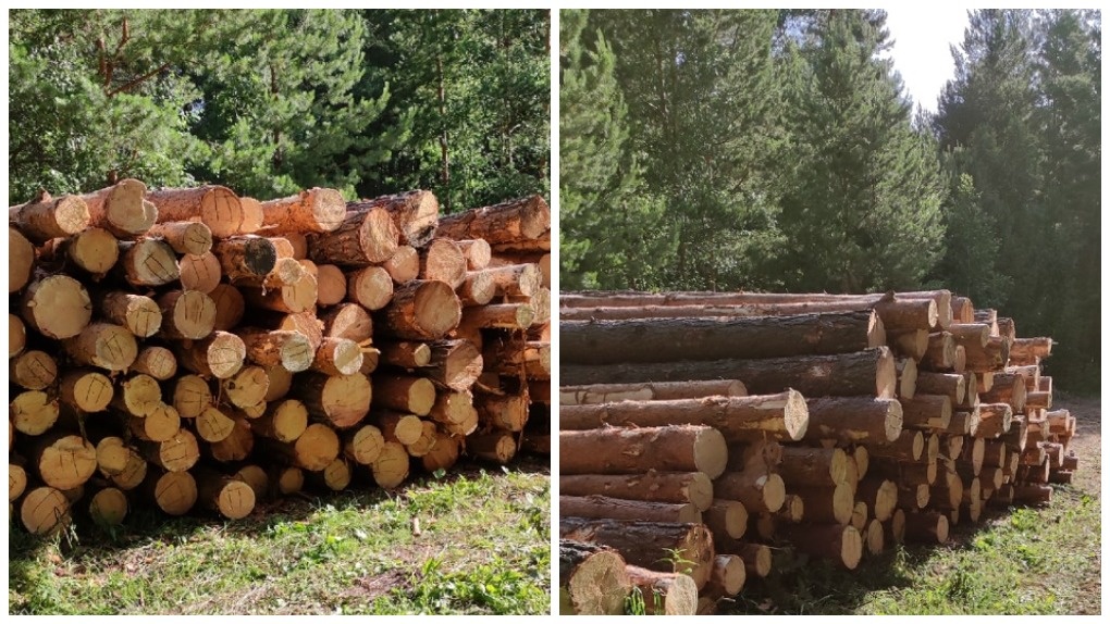 Массовая вырубка леса взбудоражила жителей Новосибирской области