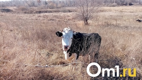 Карантин по бешенству сняли в одном из районов Омской области