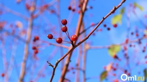 Стало известно, сколько зарабатывают руководители омских парков и рынков