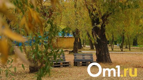 В Омске с инвестора сквера имени Суворова запросили 1,3 миллиона за снос деревьев