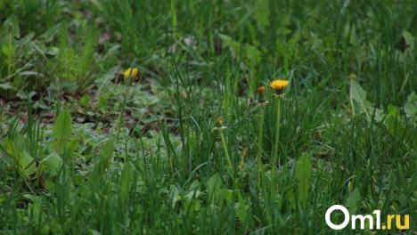 В Омской области зафиксировано 2,2 % клещей с вирусом энцефалита