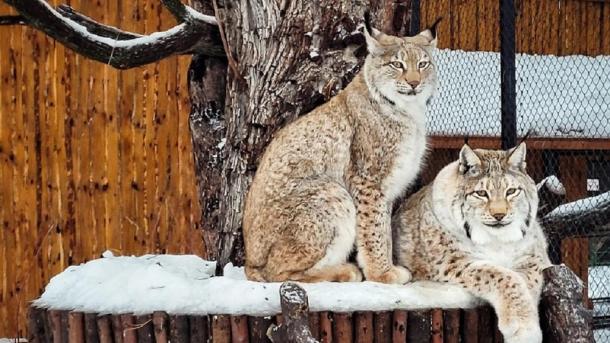Омичи смогут посетить Большереченский зоопарк в новогодние праздники