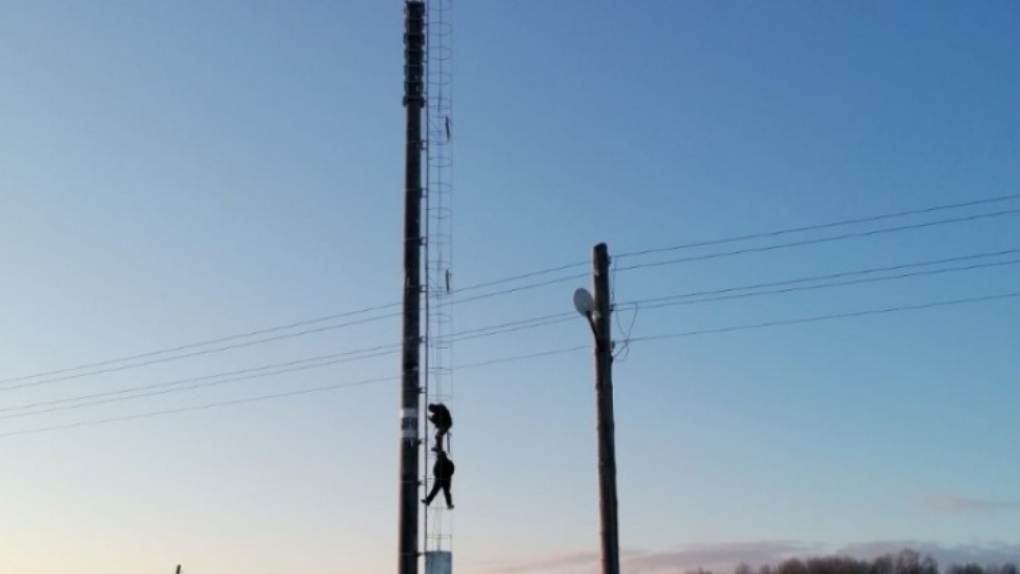 Новогоднее поздравление по видеосвязи: в Омской области появилось 19 вышек 4G и 2G