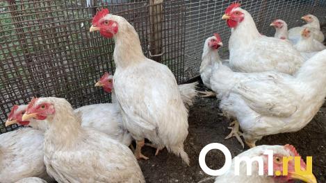 Омич убил хаски, которая устроила геноцид куриц