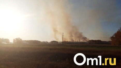 Причиной удушающего запаха в Омске стал пожар на птицефабрике - Минприроды