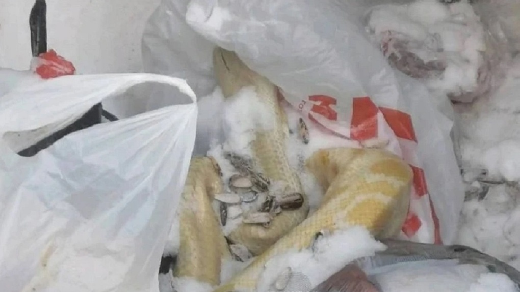 «Жуткая находка»: труп питона нашли в мусорном баке в Новосибирске