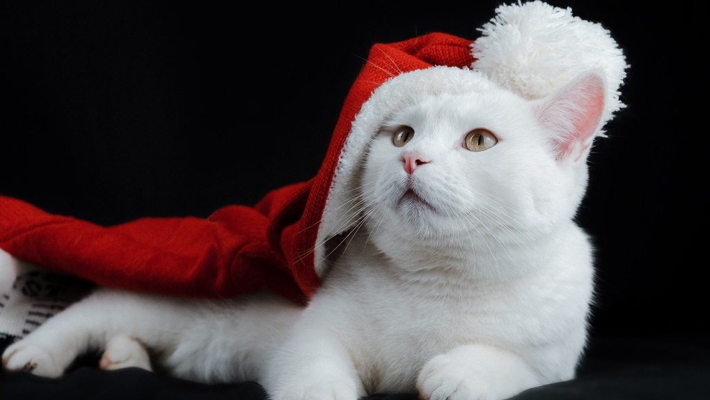 Какие ошибки допускают владельцы домашних животных в новогодние праздники? Ответы экспертов