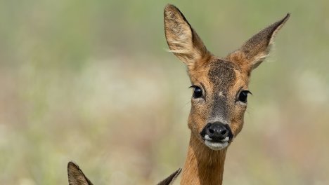 Сотрудники регионального Минприроды выпустили косулю обратно в лес