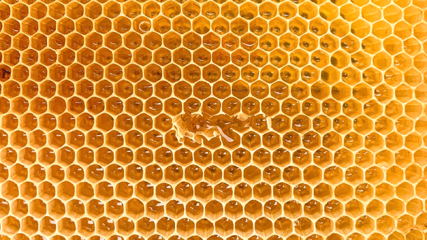 Пасечник из Новосибирской области рассказал, как уберечь пчёл от мора