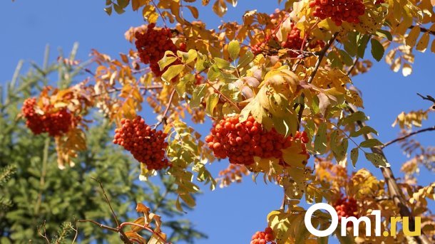 В Омской области к концу недели похолодает до +2