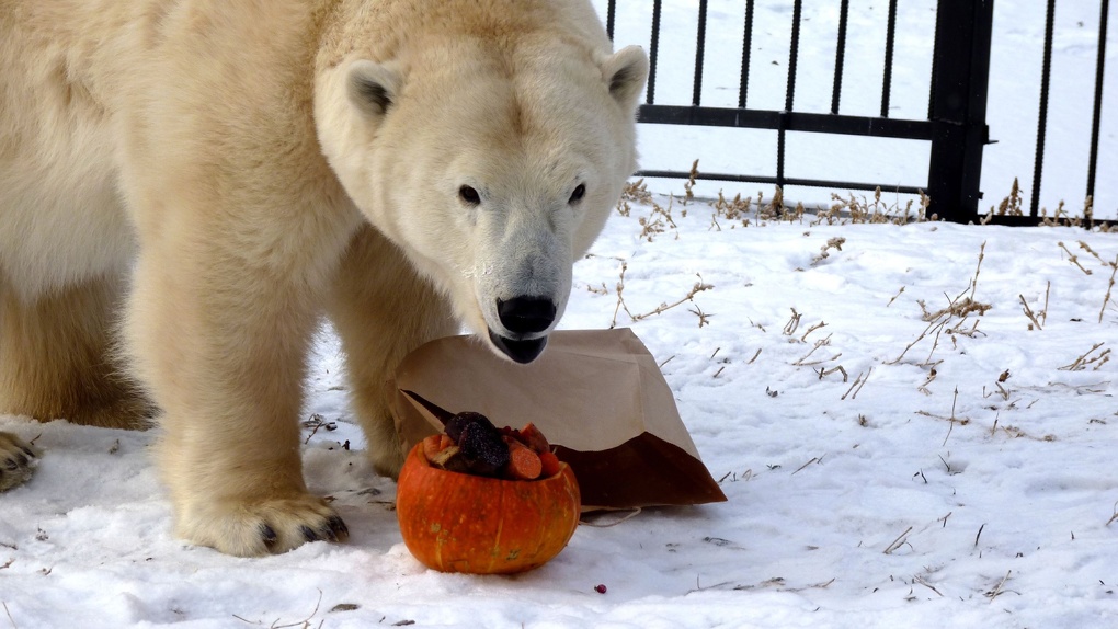 Омская медведица Забава отметила свой девятый день рождения