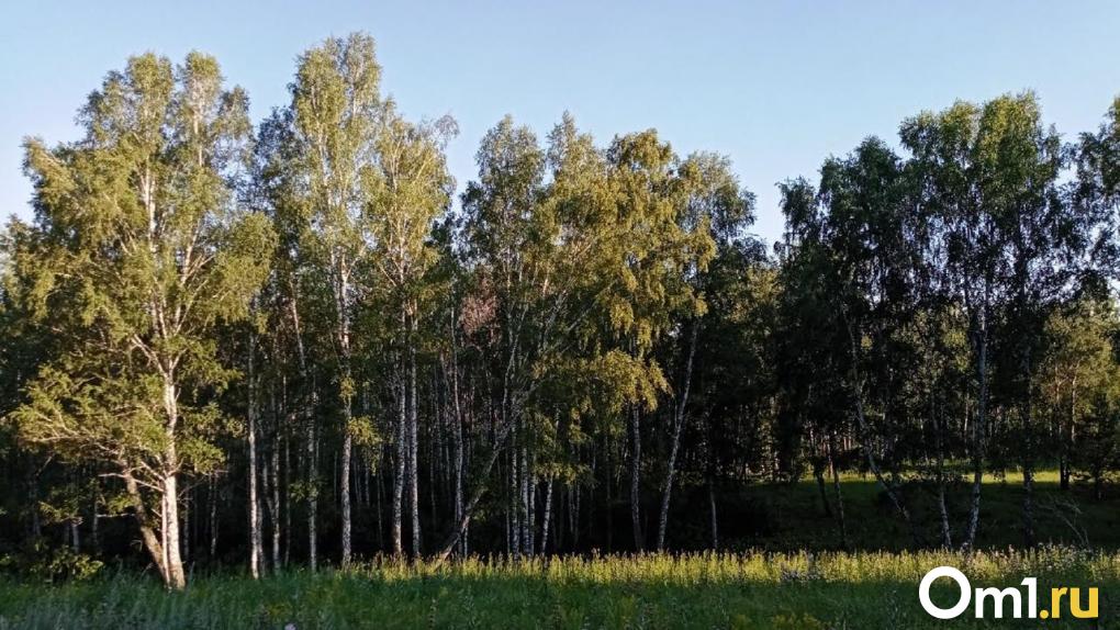 В 9 районах Омской области частично запретили охоту
