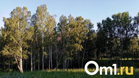 В 9 районах Омской области частично запретили охоту