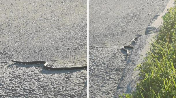 Дети наткнулись на чёрных змей на детской площадке в Новосибирске