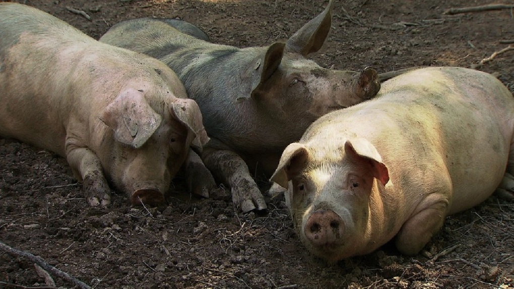 Африканская чума свиней появилась ещё в одном районе Омской области