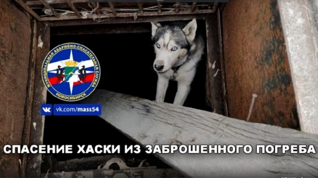 «Неделю просидела в подвале»: новосибирцам показали видео спасения собаки хаски