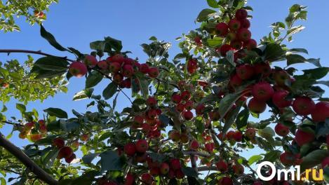Новосибирцам раскрыли секрет выращивания зимостойких культур