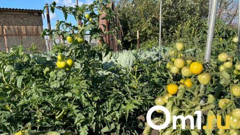 В Омской области появились новые насекомые, угрожающие урожаю