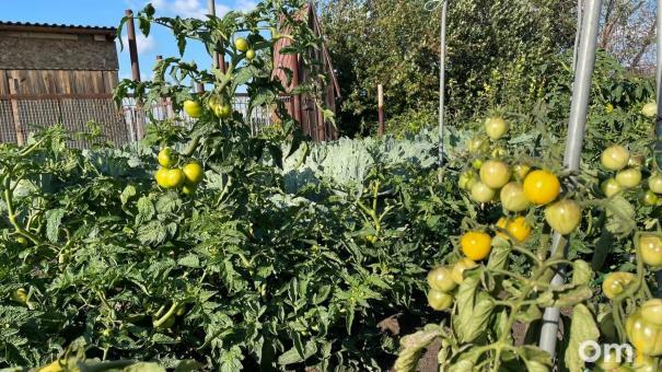 В Омской области появились новые насекомые, угрожающие урожаю