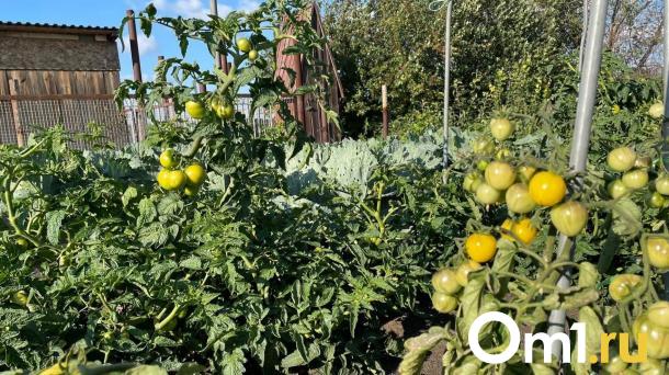 В Омской области появились новые насекомые, угрожающие урожаю