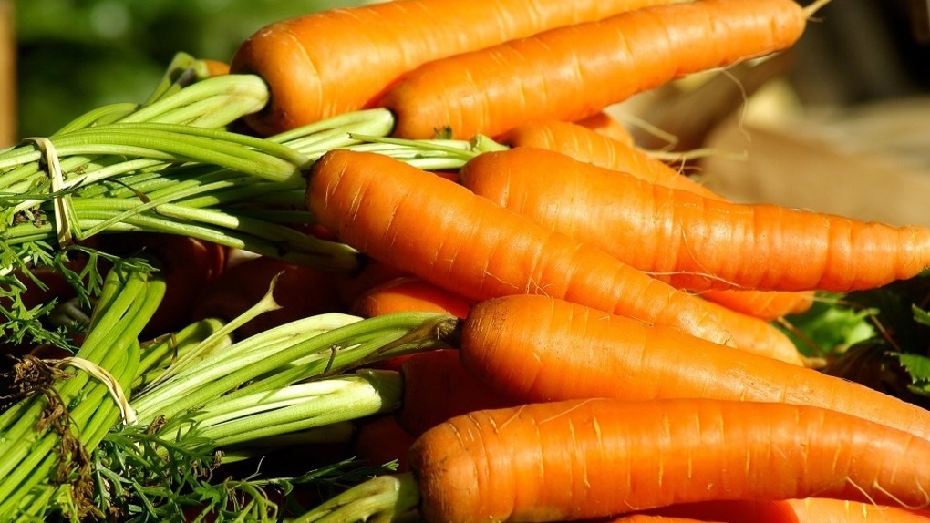 Как и когда сажать морковь рассказал новосибирцам учёный