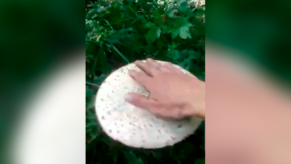 «Космический гриб» обнаружили новосибирцы на Алтае. ВИДЕО