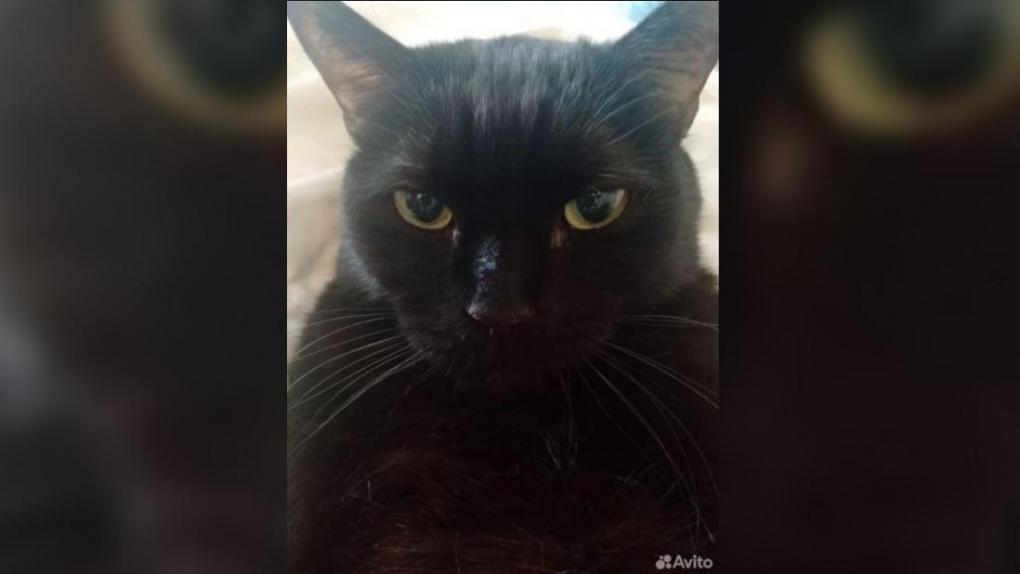 Чёрного кота-матершинника продают за 17 млн рублей в Новосибирске