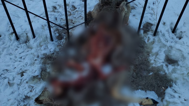 Омичи нашли ещё одну растерзанную косулю в Советском парке
