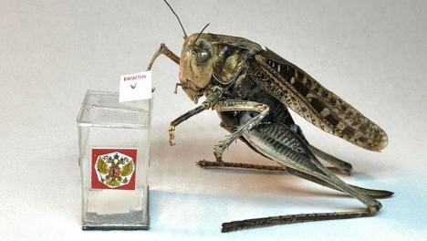 Омский микроминиатюрист Коненко сделал крошечного голосующего кузнечика