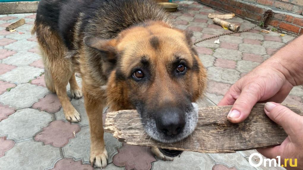 В Омске стая бродячих собак оккупировала двухэтажный дом