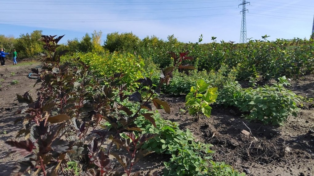 На омских улицах посадят кустарники из муниципального питомника