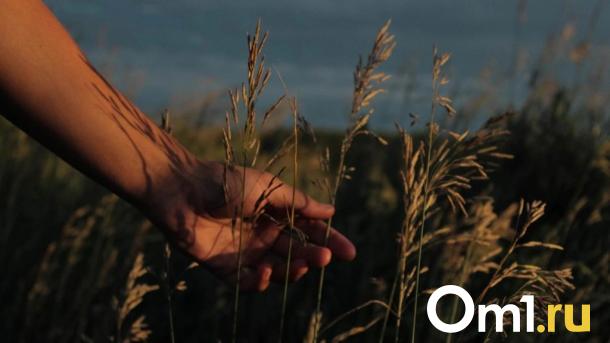 Из-за дождей в районах Омской области временно приостановлена посевная